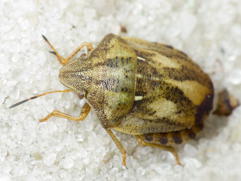 Eurygaster testudinaria (Geoffroy, 1785)